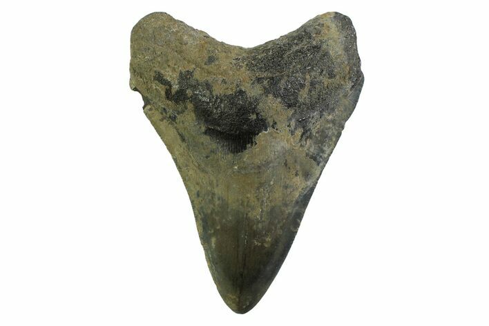 Serrated, Fossil Megalodon Tooth - Georgia #338675